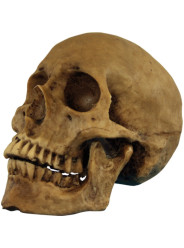 Cranio Resina Decoração Halloween